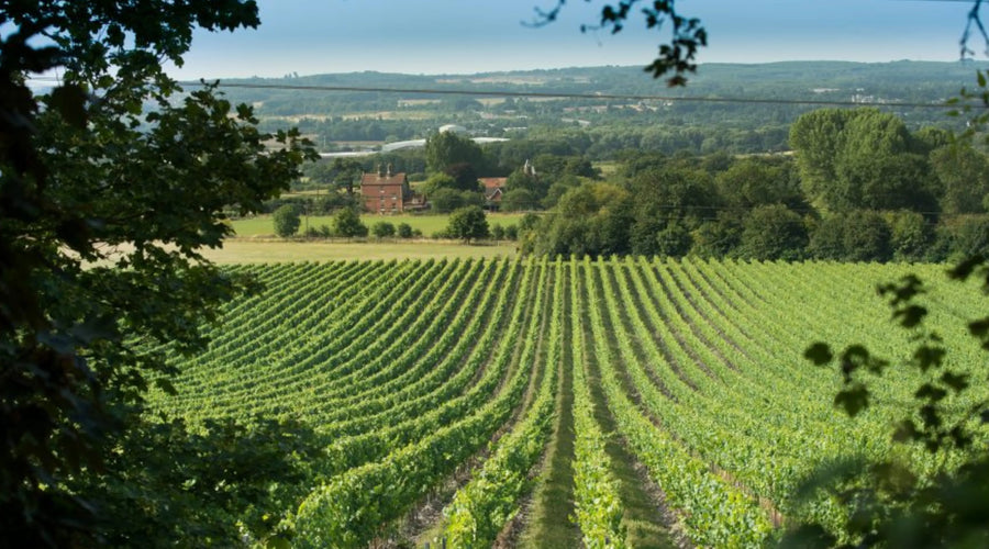 5 UK Vineyards To Visit This Year