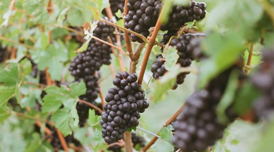 Know Your Grape Type: The Pinot Noir
