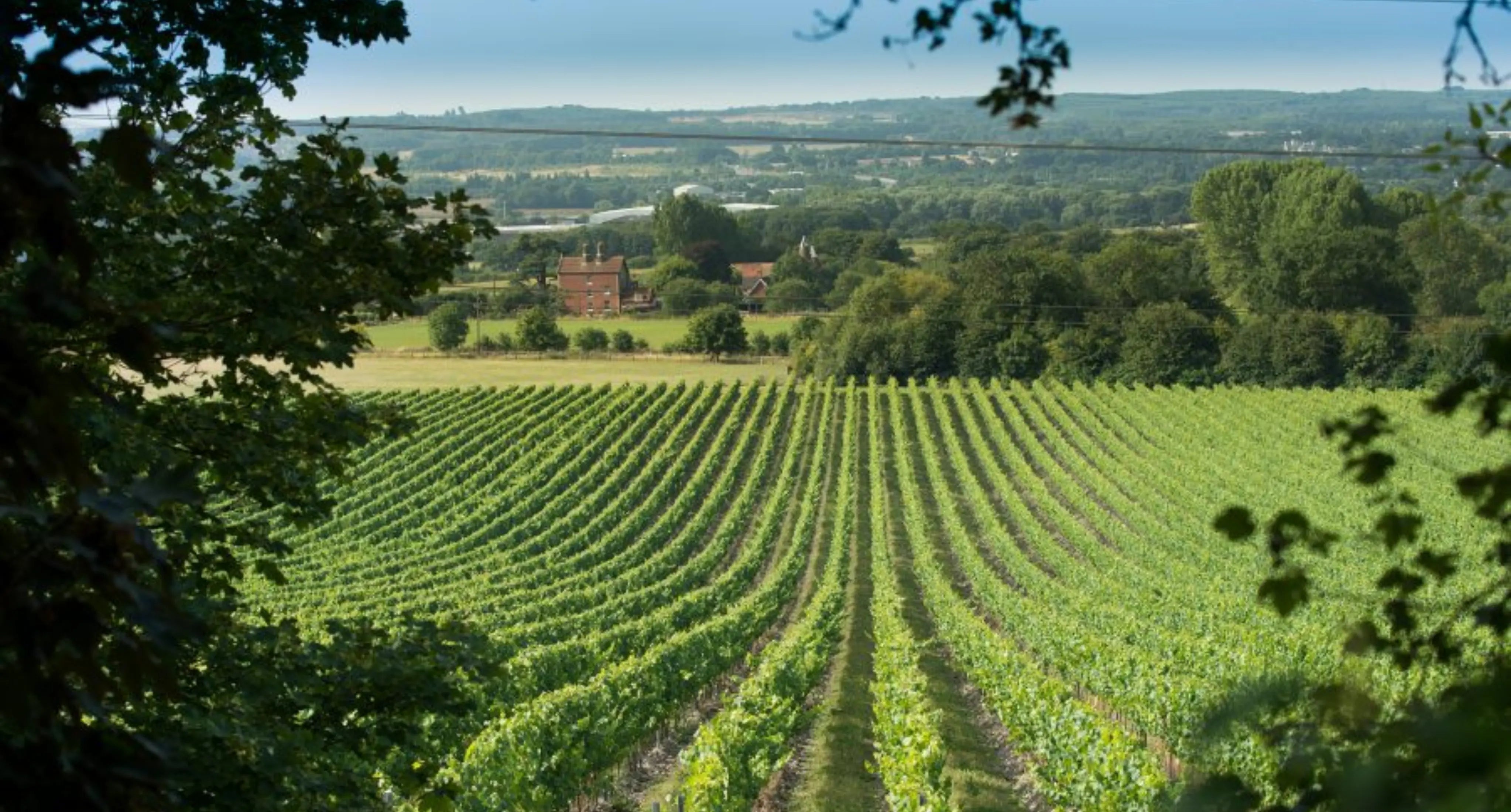 Chapel down on sale wine tasting