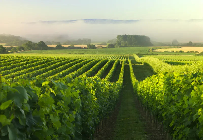 Sussex wine cheap